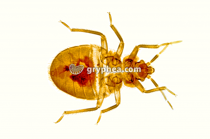 Punaise de lit (Bed bug, Cimex lecturalius) x8 - gryphea.com